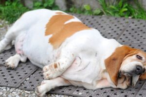 Câinele tău e prea gras Vezi de ce şi ce poţi face