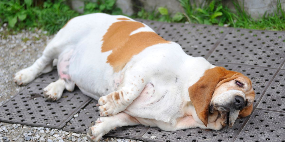 Câinele tău e prea gras Vezi de ce şi ce poţi face